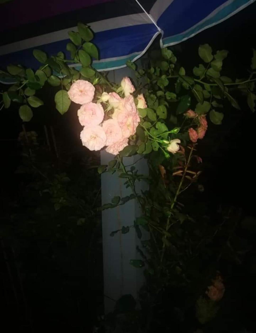 Dobilas Ir Jura Palanga Dış mekan fotoğraf