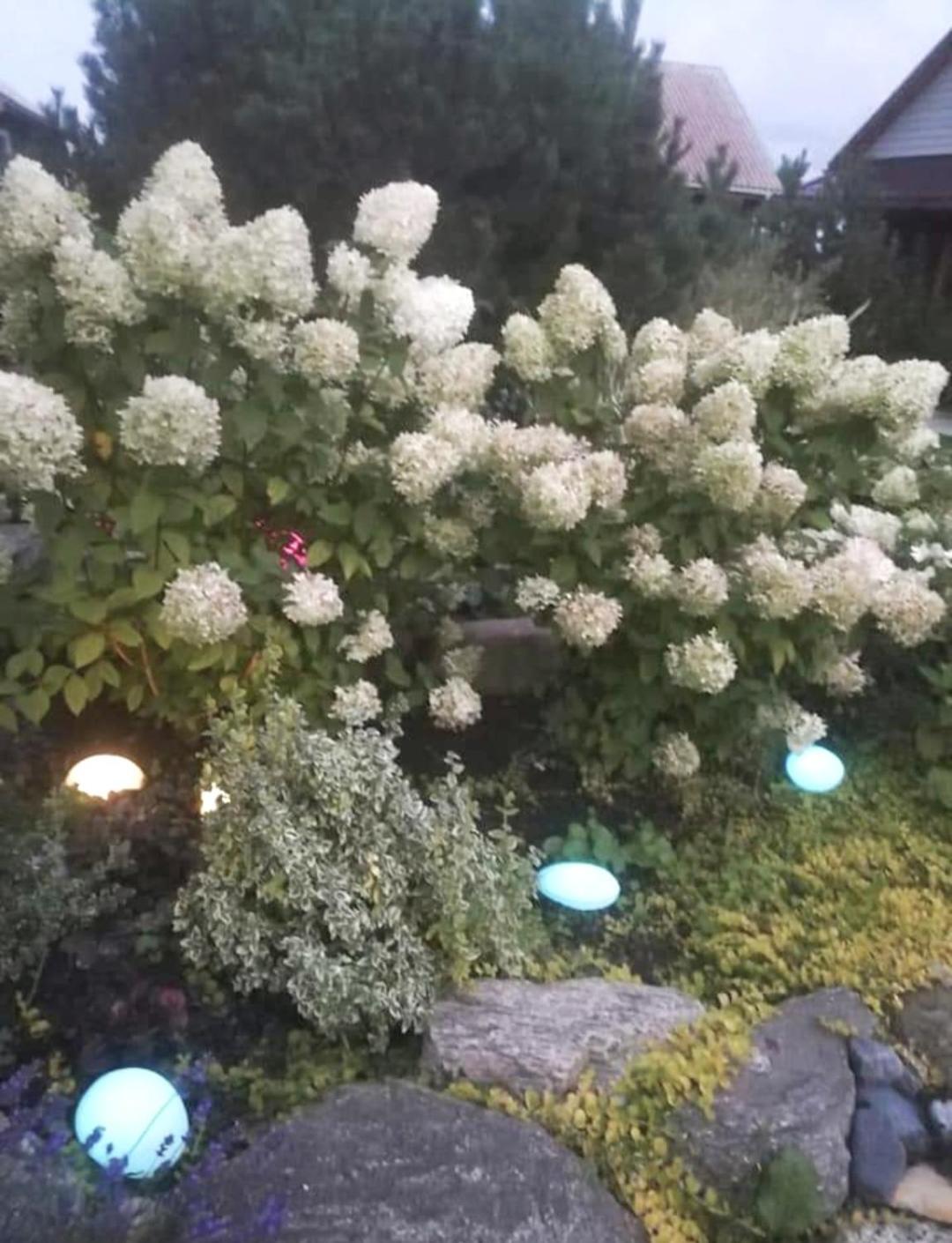 Dobilas Ir Jura Palanga Dış mekan fotoğraf